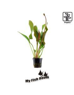 Echinodorus 'Red Diamond' - Tropica Dinamarca