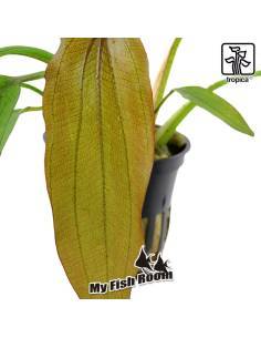 Echinodorus 'Red Diamond' - Tropica Dinamarca 2