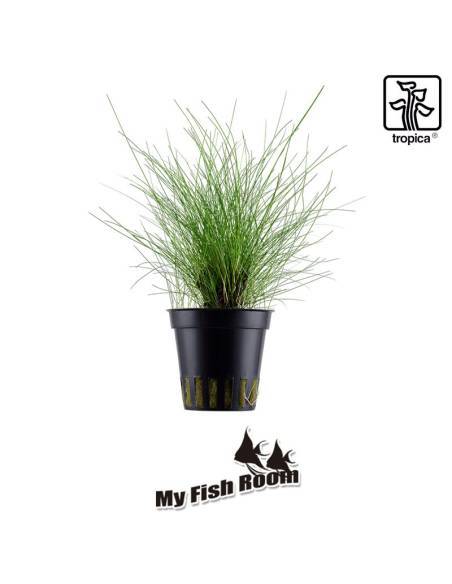 Eleocharis parvula - Tropica Dinamarca