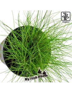 Eleocharis parvula - Tropica Dinamarca 2