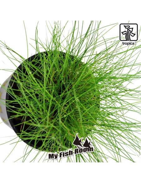 Eleocharis parvula - Tropica Dinamarca