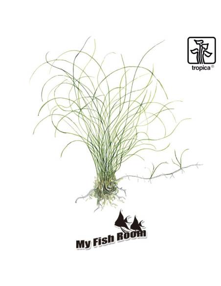 Eleocharis parvula - Tropica Dinamarca