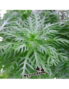 Hottonia palustris - Tropica Dinamarca 2