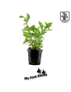 Hygrophila polysperma 'Rosanervig' - Tropica Dinamarca