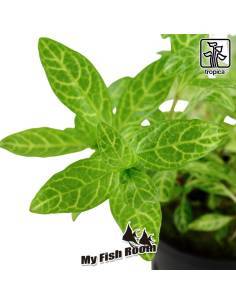 Hygrophila polysperma 'Rosanervig' - Tropica Dinamarca 2