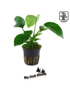 Anubias barteri var. caladiifolia - Tropica Dinamarca