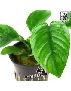 Anubias barteri var. caladiifolia - Tropica Dinamarca 2