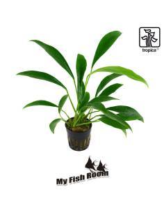 Anubias barteri var. glabra - Tropica Dinamarca