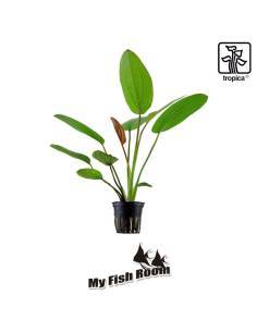 Echinodorus 'Barthii' - Tropica Dinamarca