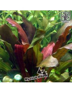 Echinodorus 'Barthii' - Tropica Dinamarca 2