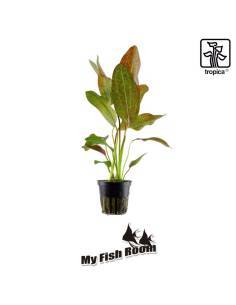 Echinodorus 'Ozelot' - Tropica Dinamarca