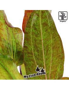 Echinodorus 'Ozelot' - Tropica Dinamarca 2