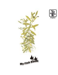 Hygrophila polysperma - Tropica Dinamarca 2
