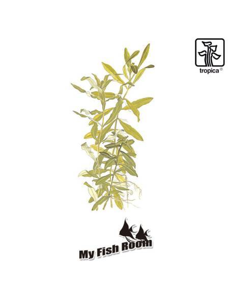 Hygrophila polysperma - Tropica Dinamarca