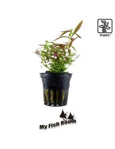 Limnophila hippuridoides - Tropica Dinamarca