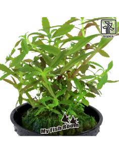 Limnophila hippuridoides - Tropica Dinamarca 2