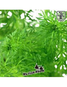 Limnophila sessiliflora Ambulia  - Tropica Dinamarca 2