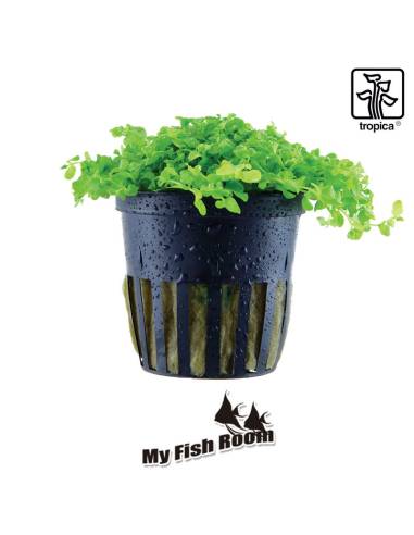 Micranthemum tweediei 'Monte Carlo' - Tropica Dinamarca