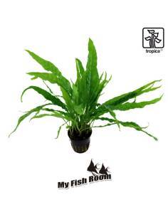 Microsorum pteropus - Tropica Dinamarca
