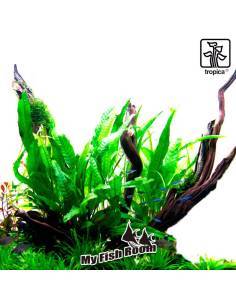 Microsorum pteropus - Tropica Dinamarca 2