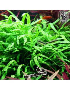 Microsorum pteropus 'Trident' - Tropica Dinamarca 2