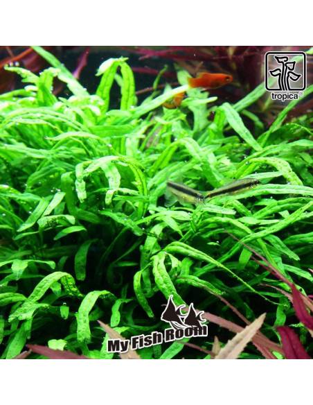 Microsorum pteropus 'Trident' - Tropica Dinamarca
