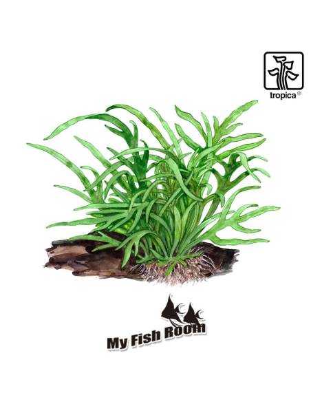 Microsorum pteropus 'Trident' - Tropica Dinamarca