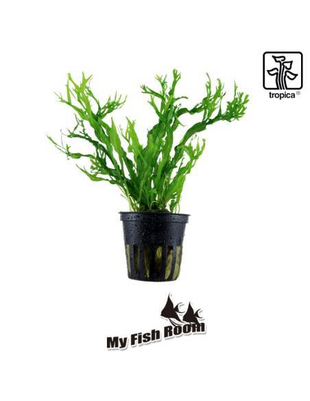 Microsorum pteropus 'Windelov' - Tropica Dinamarca