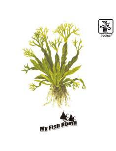 Microsorum pteropus 'Windelov' - Tropica Dinamarca 2