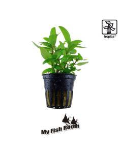 Staurogyne repens - Tropica Dinamarca