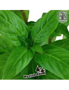 Staurogyne repens - Tropica Dinamarca 2