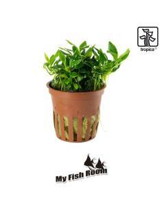 Anubias 'Chili' Pangolino - Tropica Dinamarca