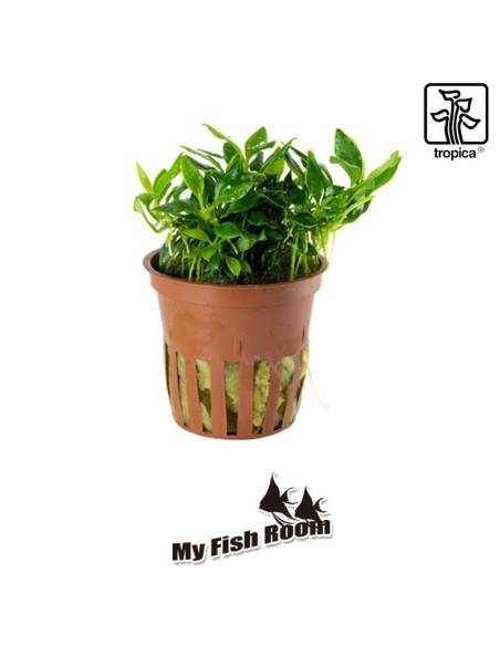 Anubias 'Chili' Pangolino - Tropica Dinamarca