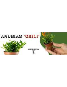 Anubias 'Chili' Pangolino - Tropica Dinamarca 2