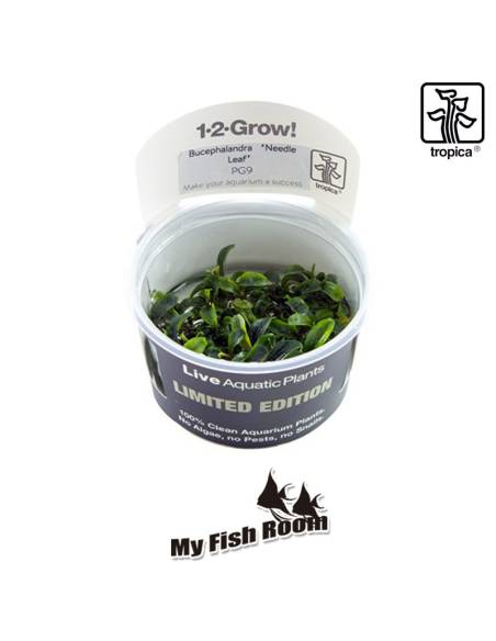 Bucephalandra sp. ’Needle Leaf’ - Tropica Dinamarca