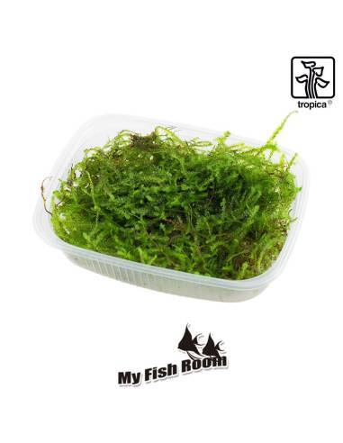 Taxiphyllum barbieri - musgo Tropica Dinamarca