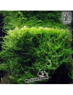 Taxiphyllum barbieri - musgo Tropica Dinamarca 2