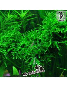 Vesicularia ferriei 'Weeping' - musgo Tropica Dinamarca 2