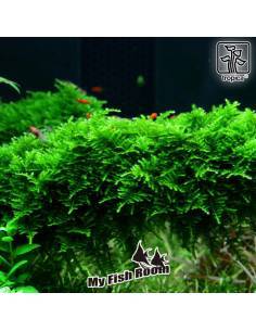 Vesicularia montagnei 'Christmas' - musgo Tropica Dinamarca 2