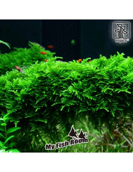 Vesicularia montagnei 'Christmas' - musgo Tropica Dinamarca