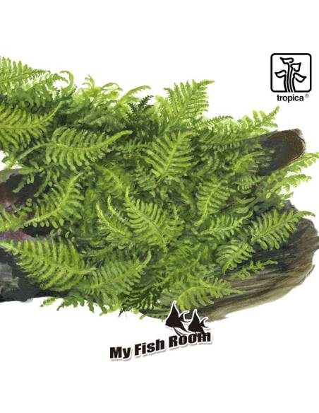 Vesicularia montagnei 'Christmas' - musgo Tropica Dinamarca