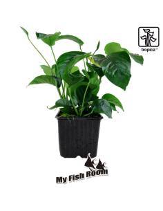 Anubias barteri var. caladiifolia Planta madre - Tropica Dinamarca