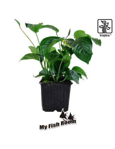 Anubias barteri var. caladiifolia Planta madre - Tropica Dinamarca