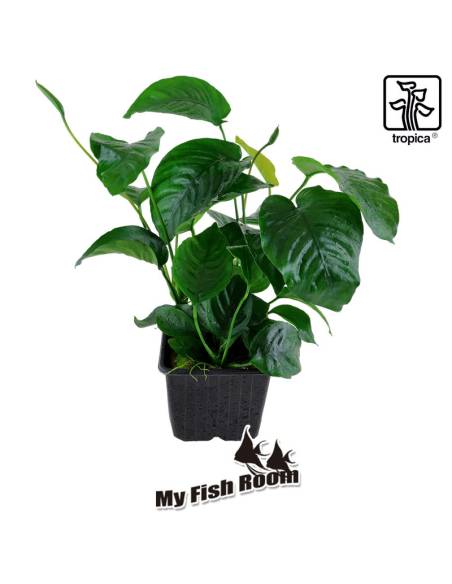 Anubias barteri var. caladiifolia Planta madre - Tropica Dinamarca