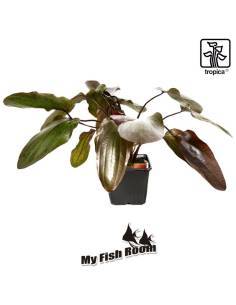 Echinodorus 'Ozelot' Planta madre - Tropica Dinamarca