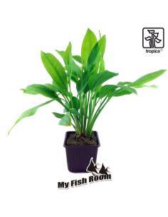 Echinodorus grisebachii 'Bleherae' Planta madre - Tropica Dinamarca (Espada del Amazonas)