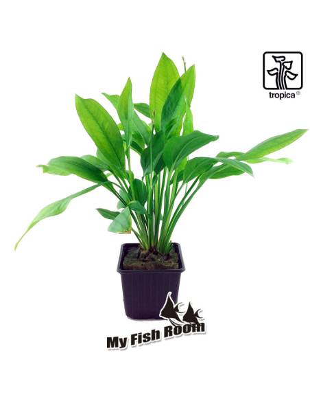 Echinodorus grisebachii 'Bleherae' Planta madre - Tropica Dinamarca (Espada del Amazonas)