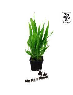 Microsorum pteropus Planta madre - Tropica Dinamarca (Helecho de Java)