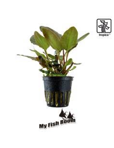 Lagenandra meeboldii 'Red' - Tropica Dinamarca