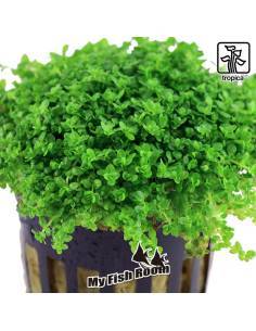 Hemianthus callitrichoides  - Tropica Dinamarca 2